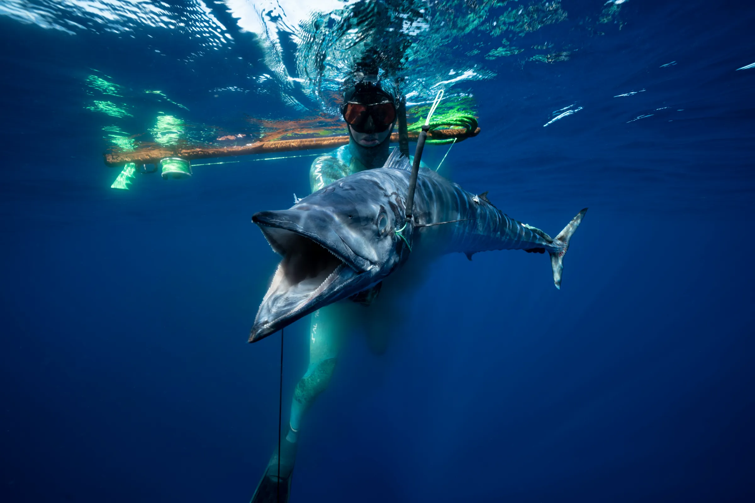A spearfisher at the surface with a large catch